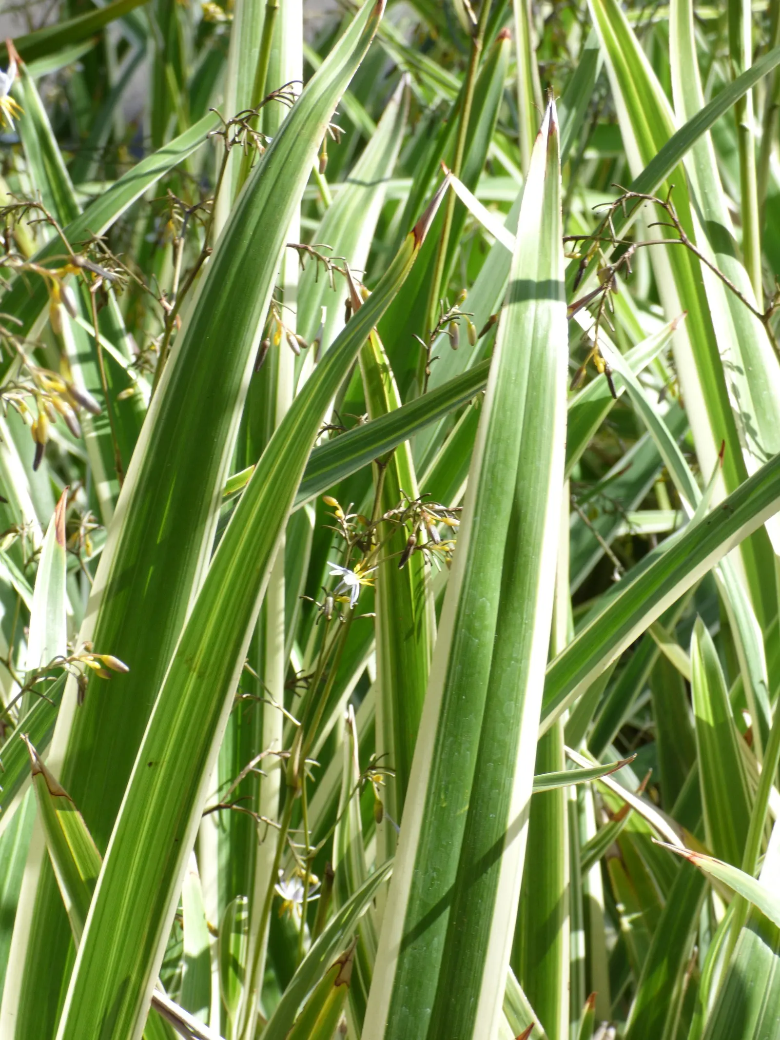 Umbrella Lily (Dianella Ensifolia) — blue flowers in the garden