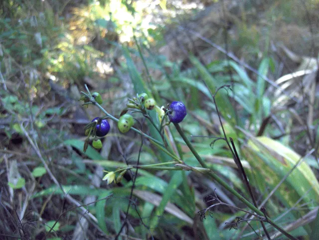 Umbrella Lily (Dianella Ensifolia) — This hardy species thrives in USDA hardiness zones 9 to 11