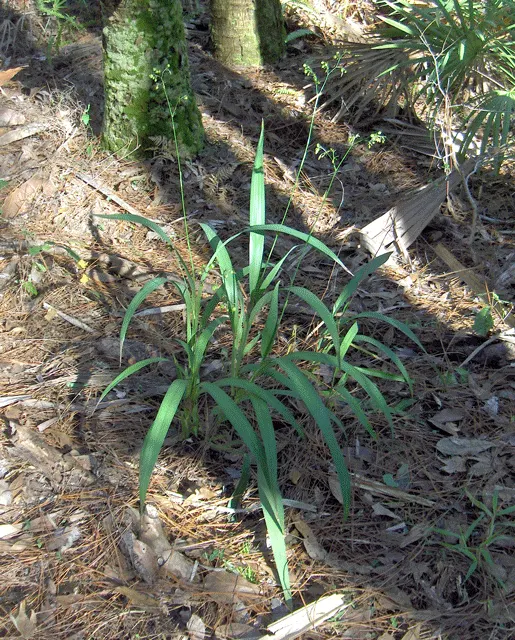 Umbrella Lily (Dianella Ensifolia) — making it a versatile choice for understory planting or as a textural groundcover