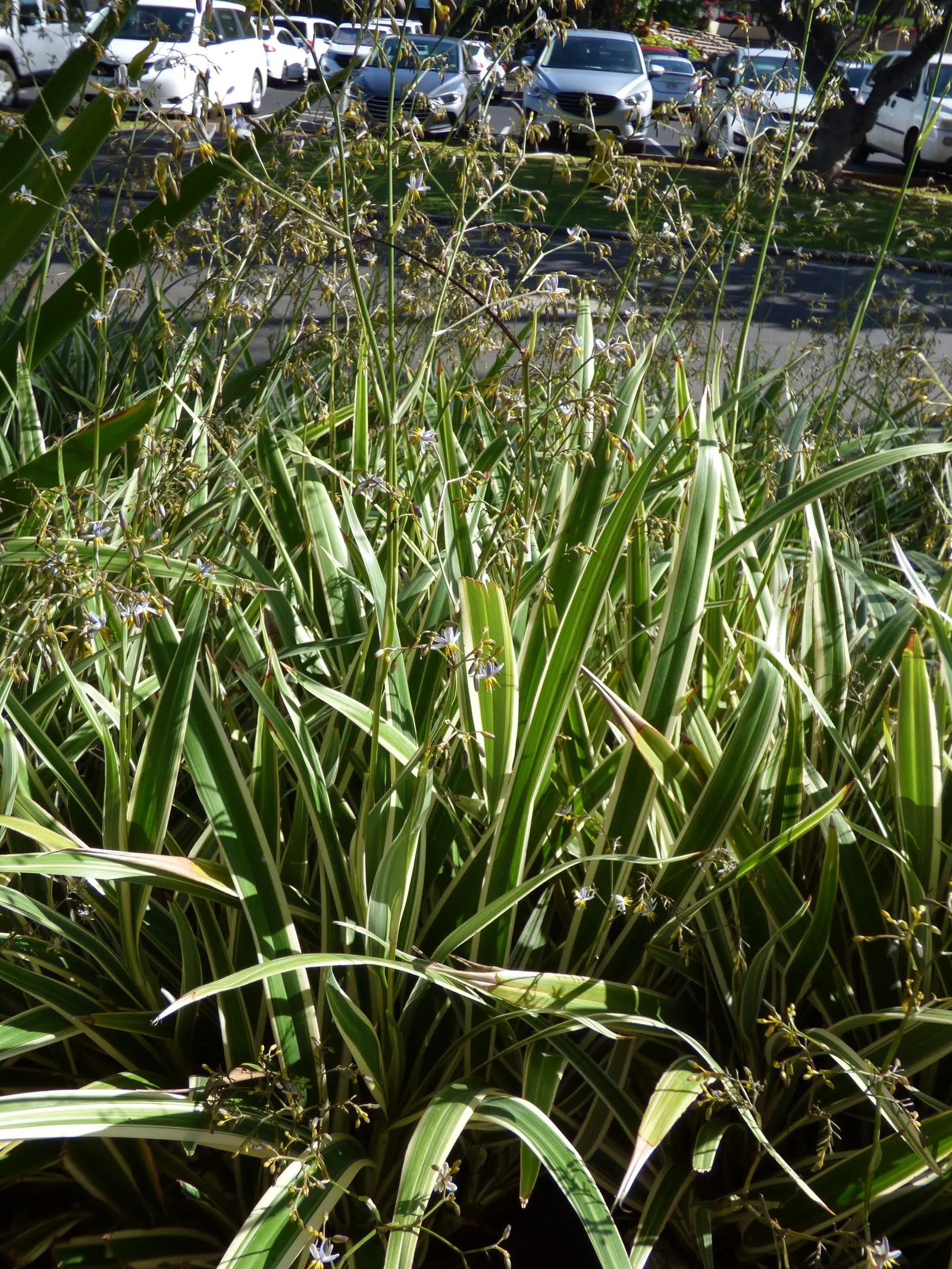 Umbrella Lily (Dianella Ensifolia) — bluish-green foliage reaching up to 3 feet in height and spread