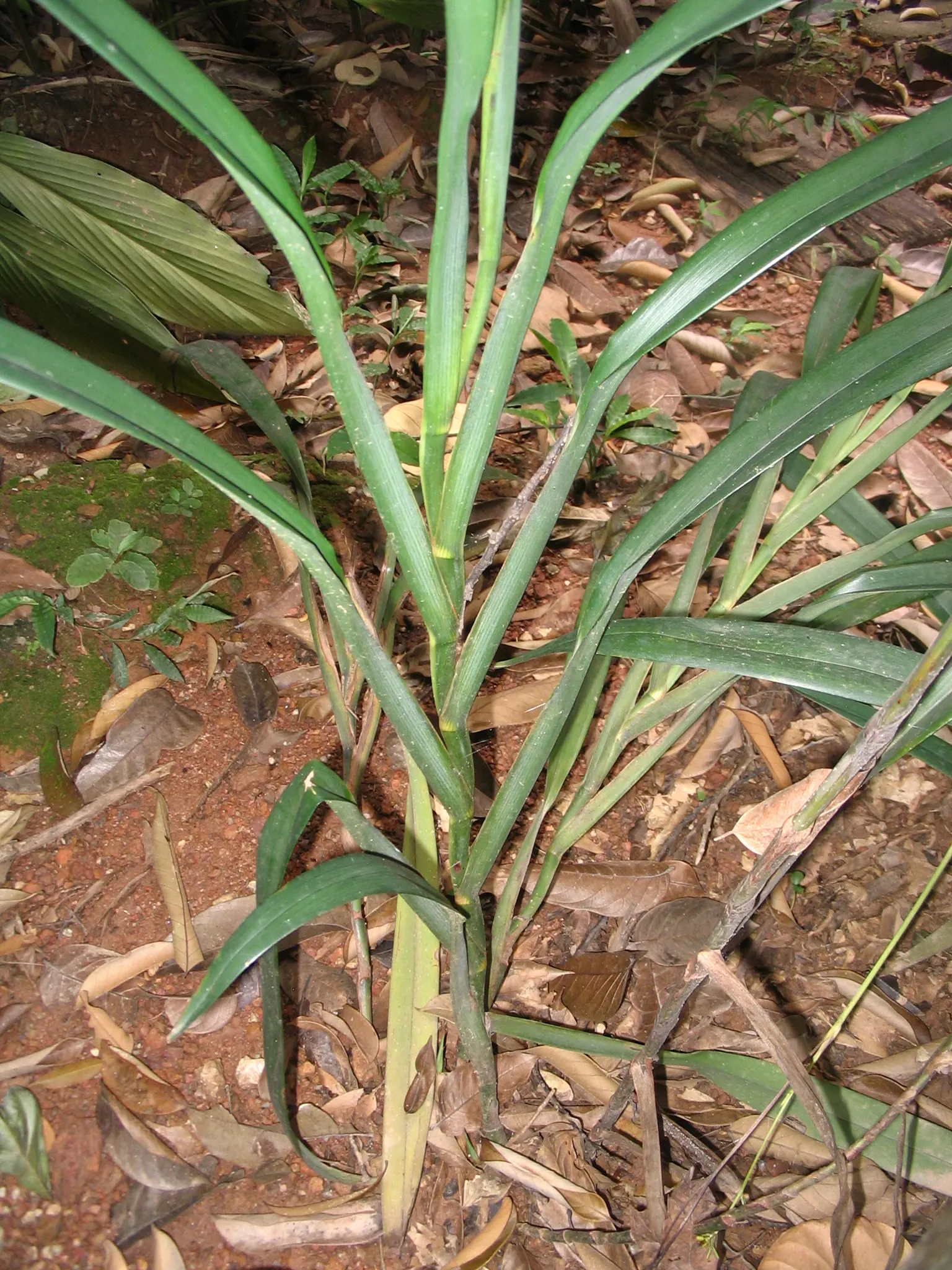 Umbrella Lily (Dianella Ensifolia) — It serves as an excellent choice for borders
