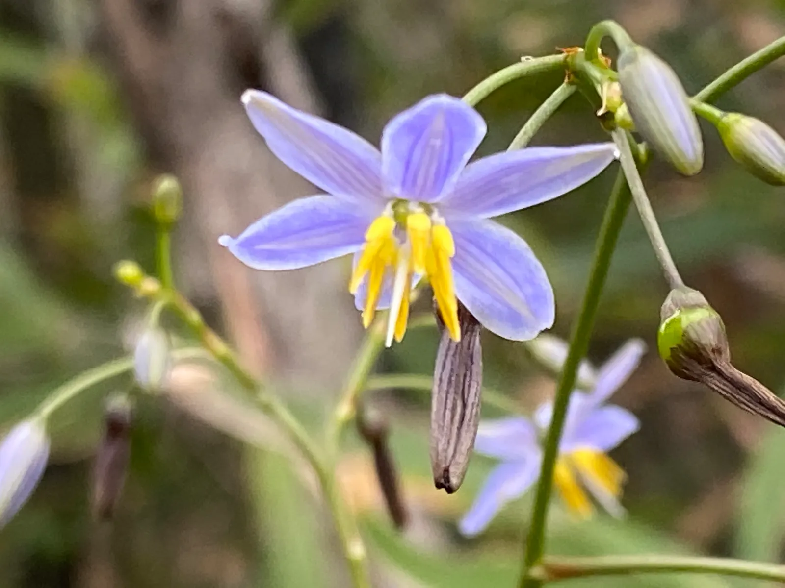 Umbrella Lily (Dianella Ensifolia) — Its unique umbrella-like flower clusters