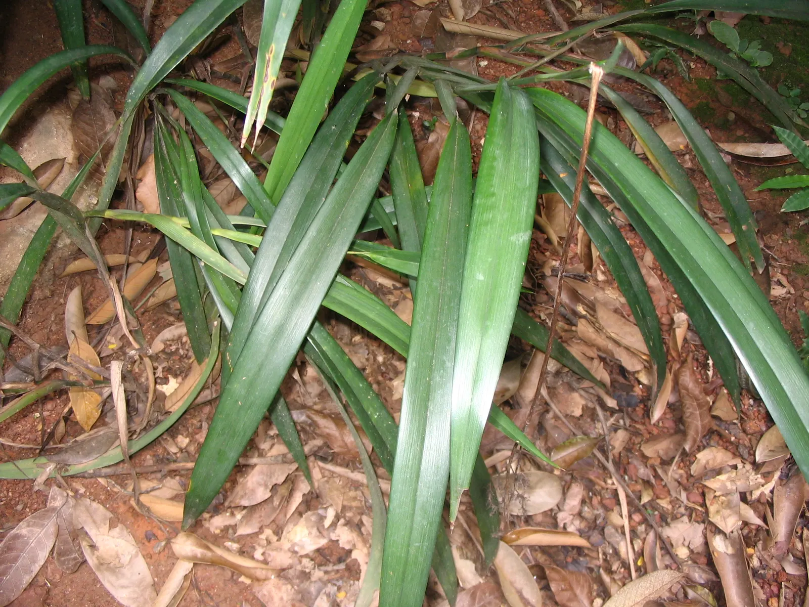 Umbrella Lily (Dianella Ensifolia) — effortlessly enhancing the garden's aesthetic with its tropical flair