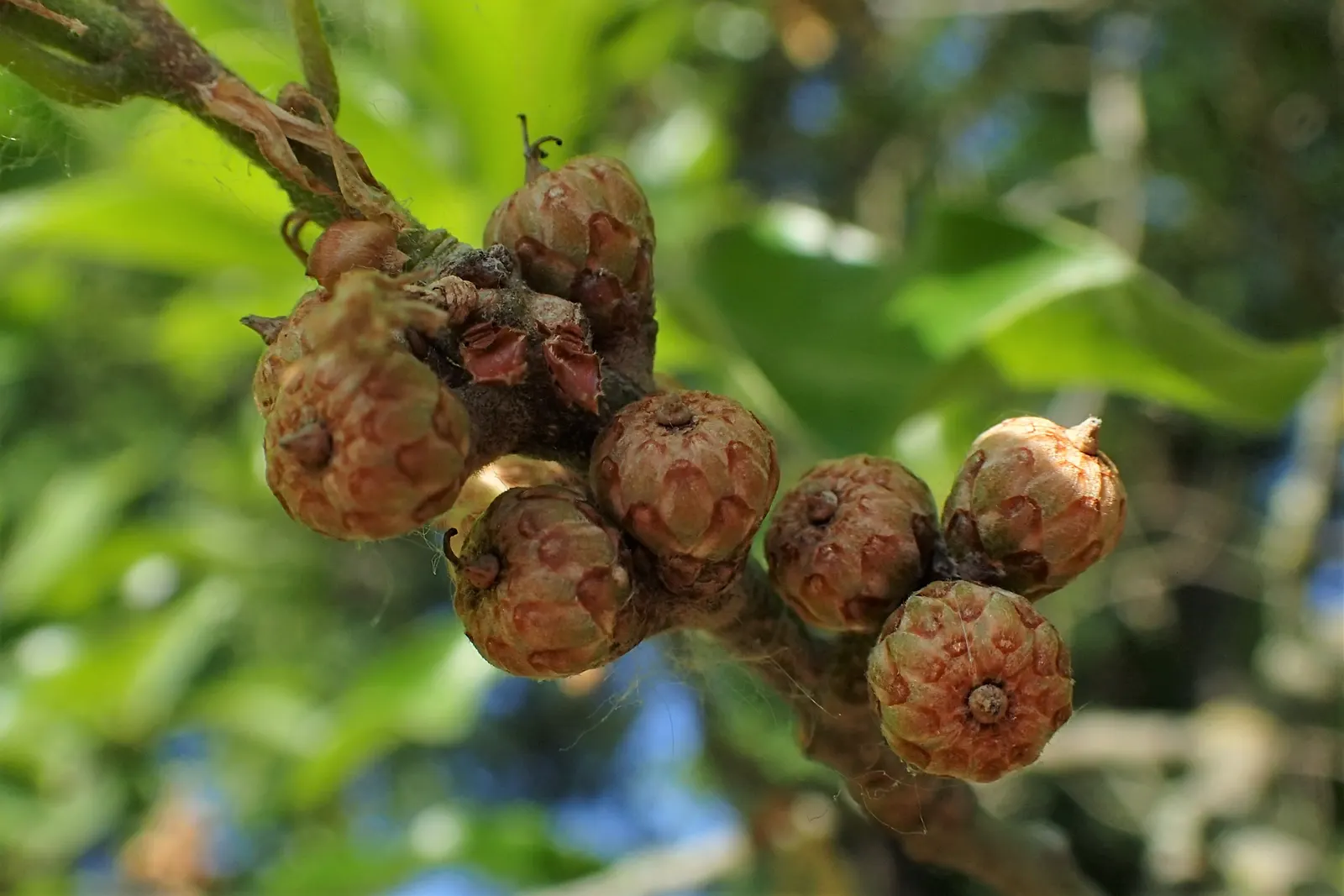 Shingle Oak (Quercus Imbricaria) — Its distinctive feature is the lance-shaped
