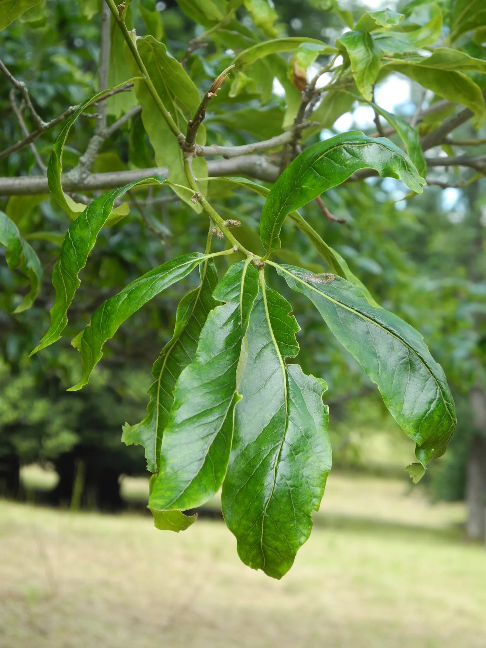 Shingle Oak (Quercus Imbricaria) — This noble tree promises years of stately beauty and sturdy presence in the designed landscape