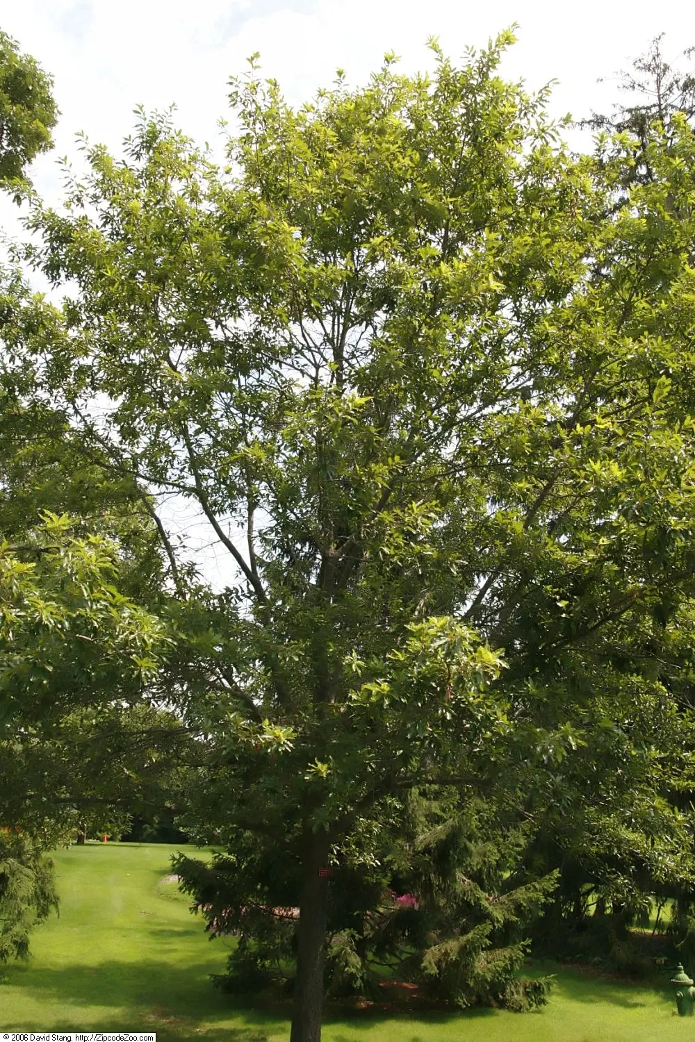 Shingle Oak (Quercus Imbricaria) — Native to the central and eastern United States