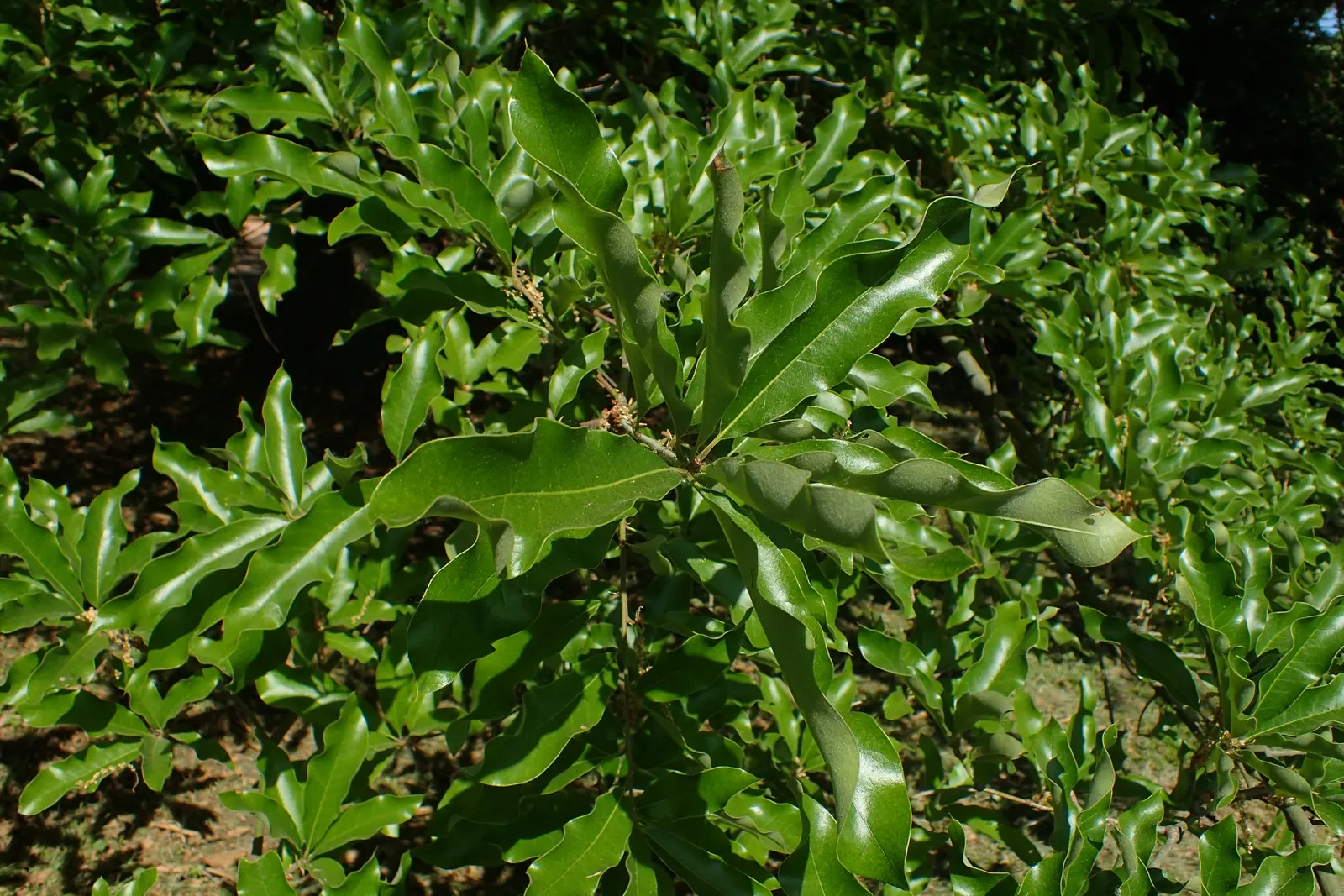 Shingle Oak (Quercus Imbricaria) — Quercus imbricaria or Shingle Oak is a sturdy deciduous tree; this oak tolerates various soil types, withstands urban