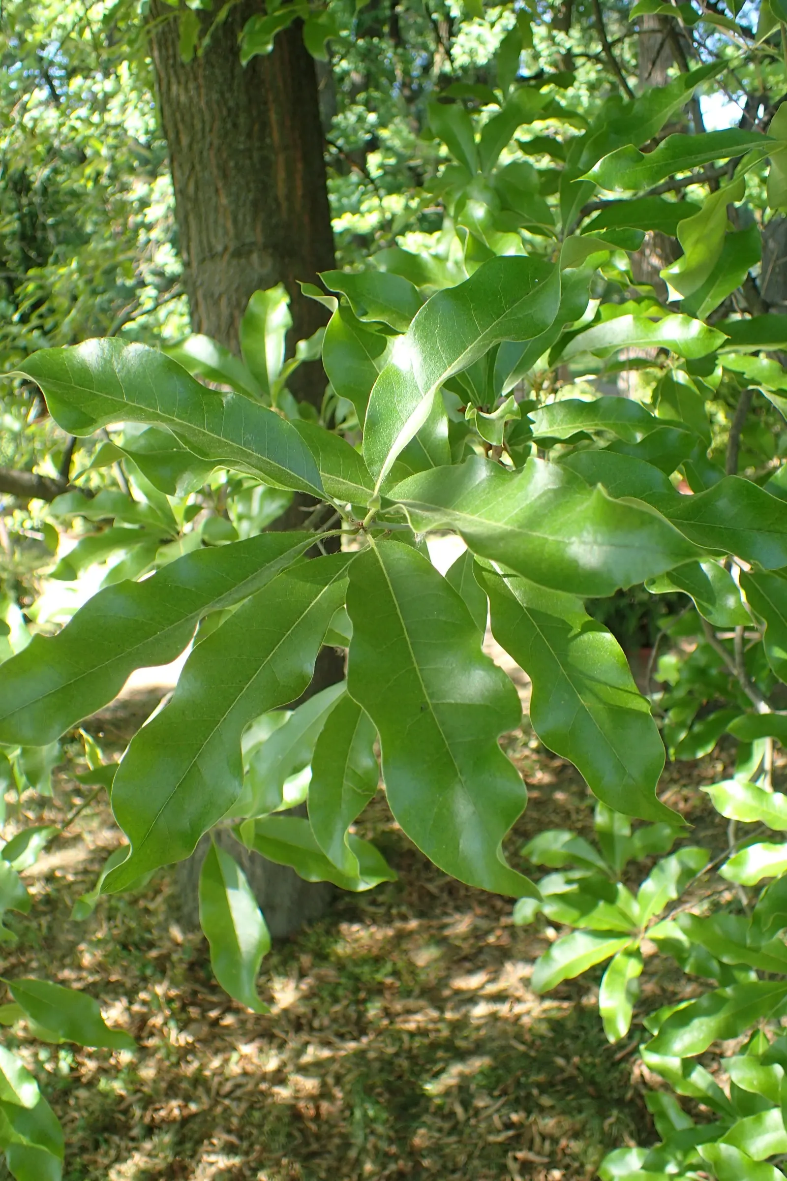 Shingle Oak (Quercus Imbricaria) — reaching 40-60 feet in height with a spread of 40-60 feet at maturity; glossy green leaves without the typical deep lobes of