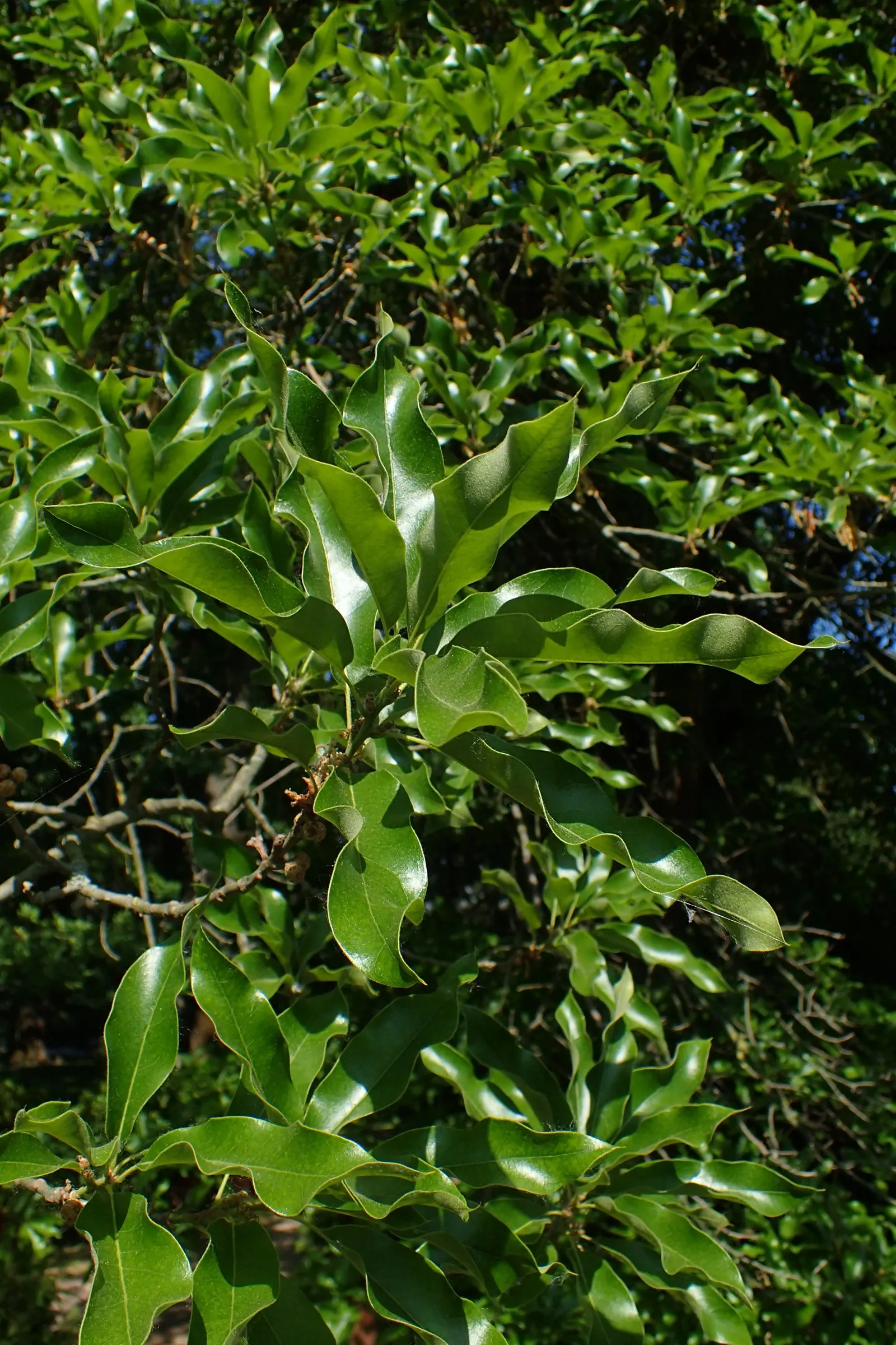 Shingle Oak (Quercus Imbricaria) — Perfect for shading and ornamental use, it supports wildlife with acorns as a food source; its distinctive feature is the