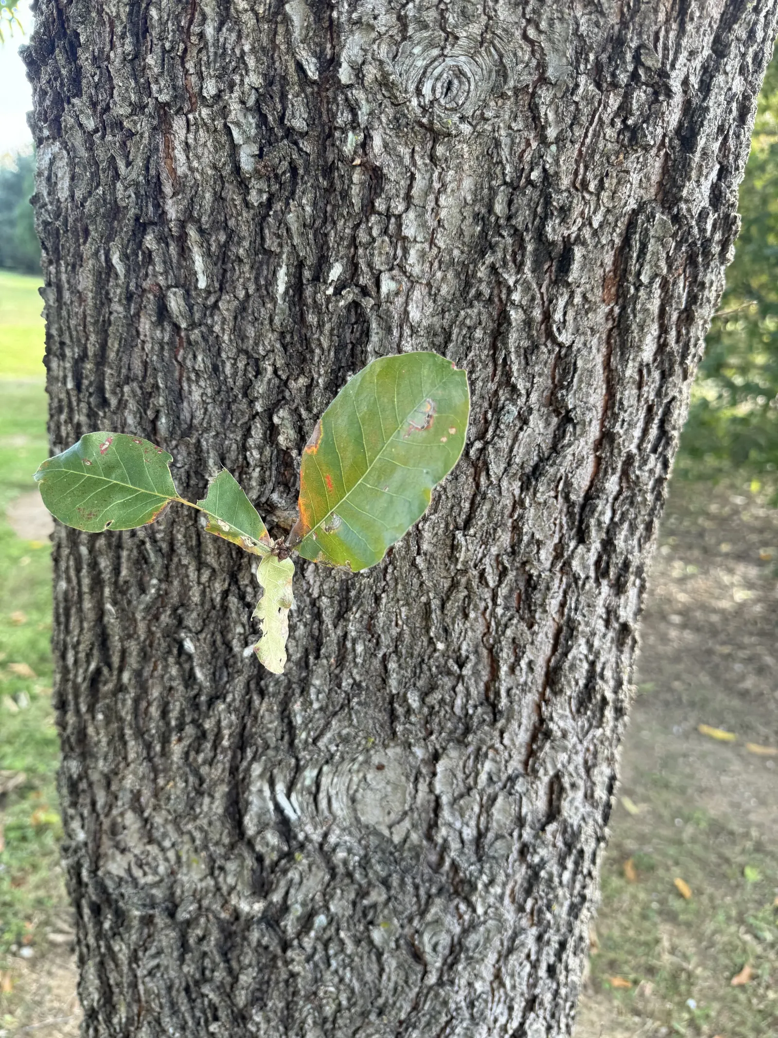 Shingle Oak (Quercus Imbricaria) — the Shingle Oak does produce acorns that will drop in the fall