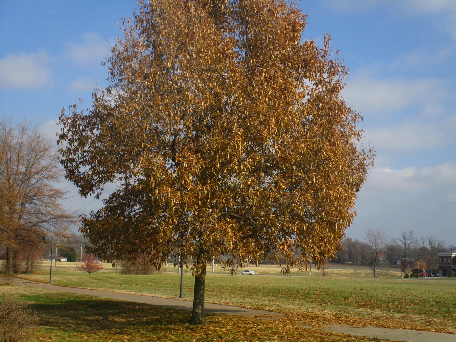 Shingle Oak (Quercus Imbricaria) — Its oblong, shiny leaves resemble laurel, providing a unique texture