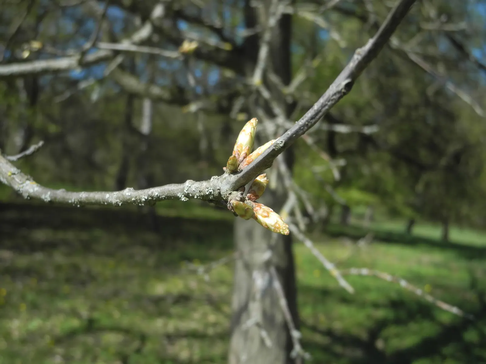 Shingle Oak (Quercus Imbricaria) — glossy green leaves without the typical deep lobes of many other oaks