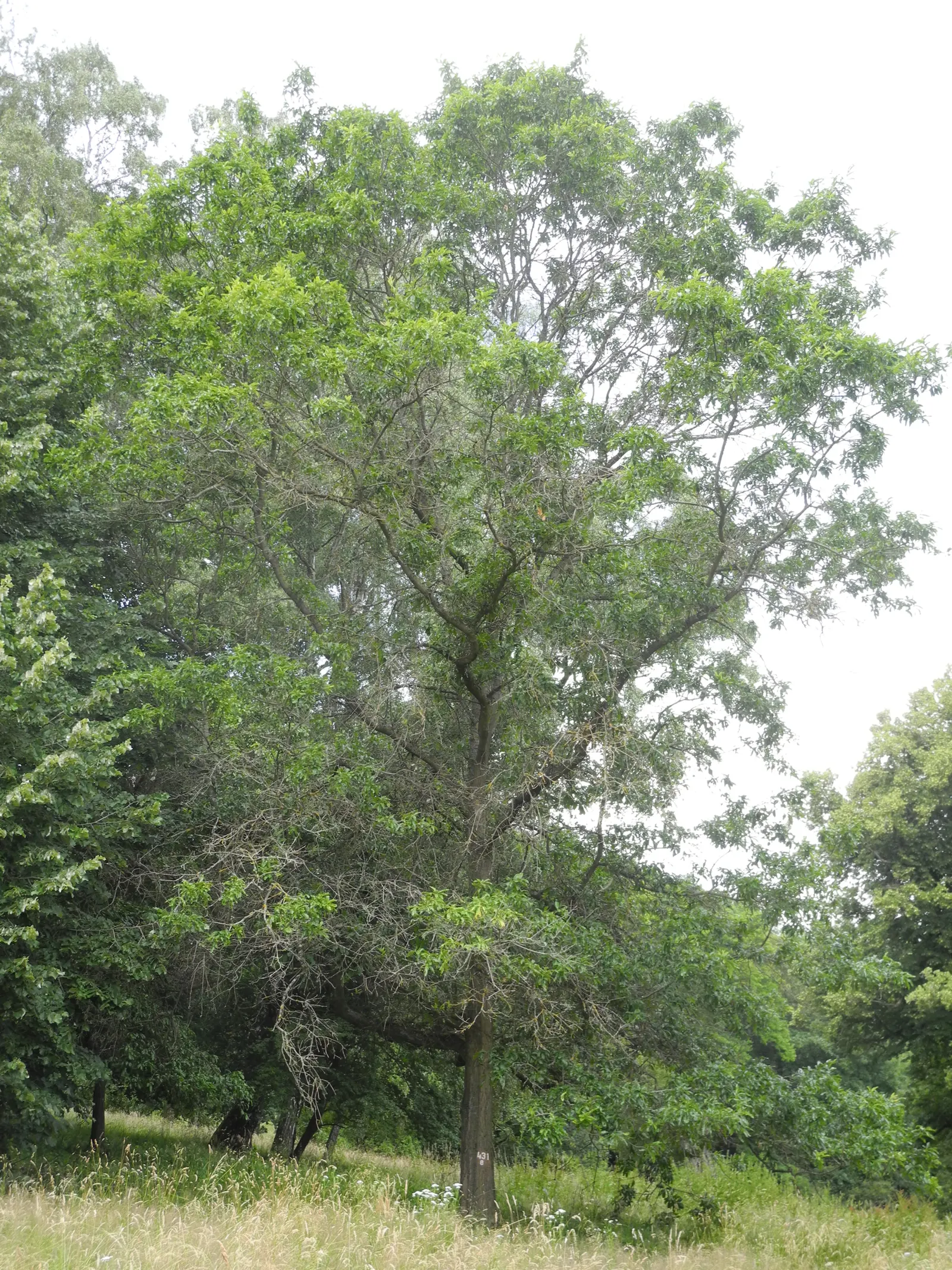 Shingle Oak (Quercus Imbricaria) — Its bark is an attractive