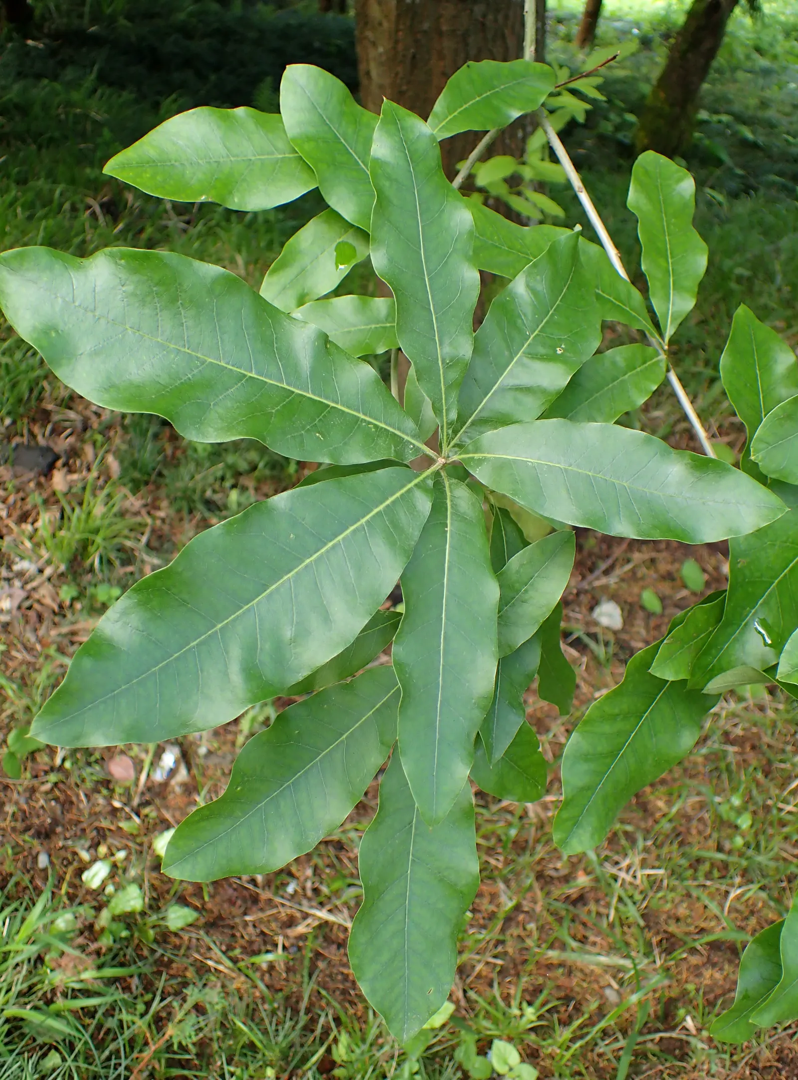 Shingle Oak (Quercus Imbricaria) — Perfect for shading and ornamental use, it supports wildlife with acorns as a food source