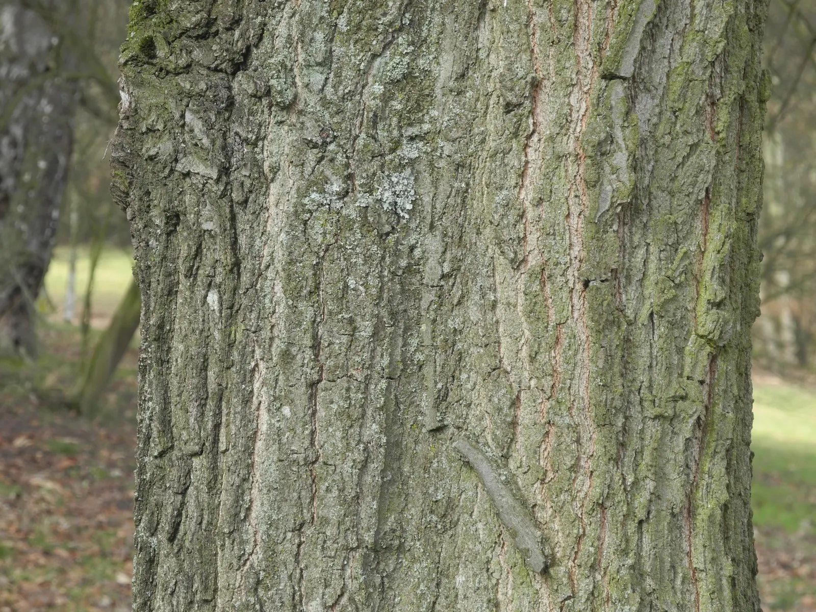 Shingle Oak (Quercus Imbricaria) — pyramidal to oval growth habit in youth