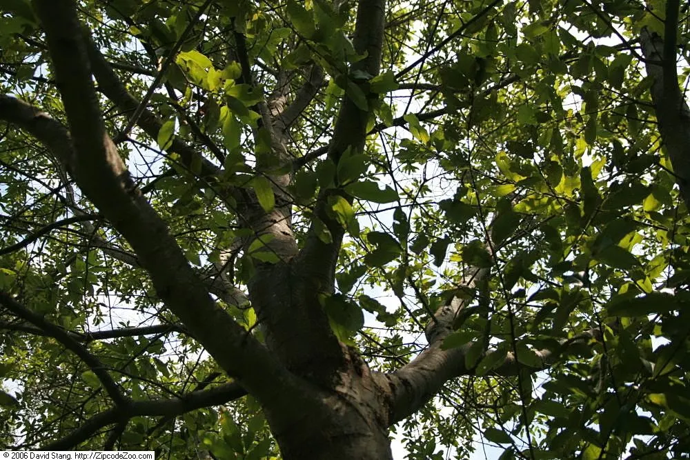 Shingle Oak (Quercus Imbricaria) — this oak typically matures to a height of 50 to 60 feet
