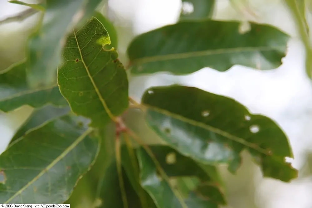 Shingle Oak (Quercus Imbricaria) — tree for full