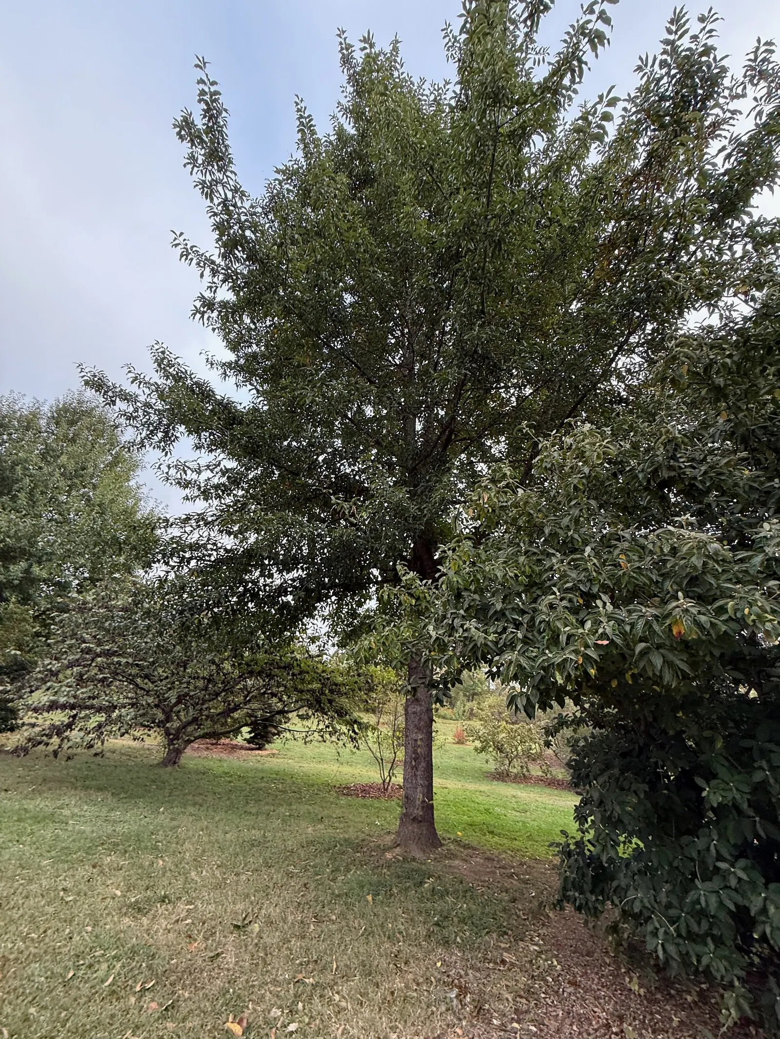 Shingle Oak (Quercus Imbricaria) — dark gray with ridges and furrows