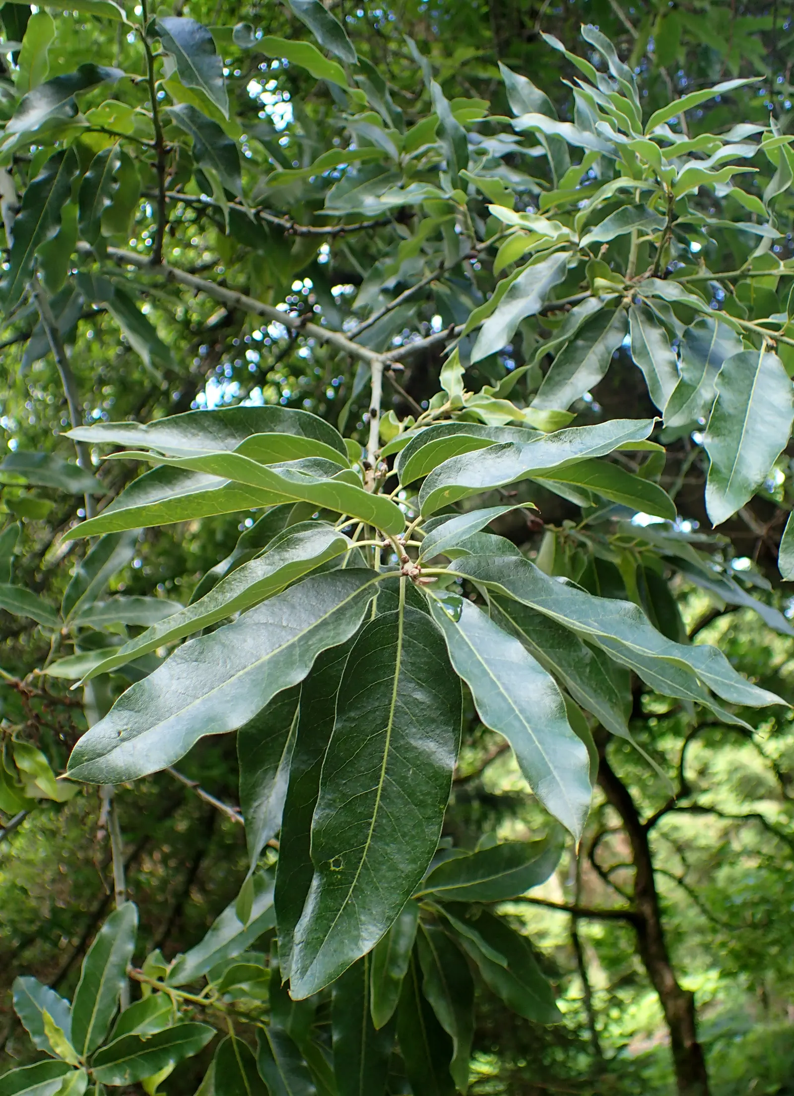 Shingle Oak (Quercus Imbricaria) — Its oblong, shiny leaves resemble laurel, providing a unique texture; dark gray with ridges and furrows