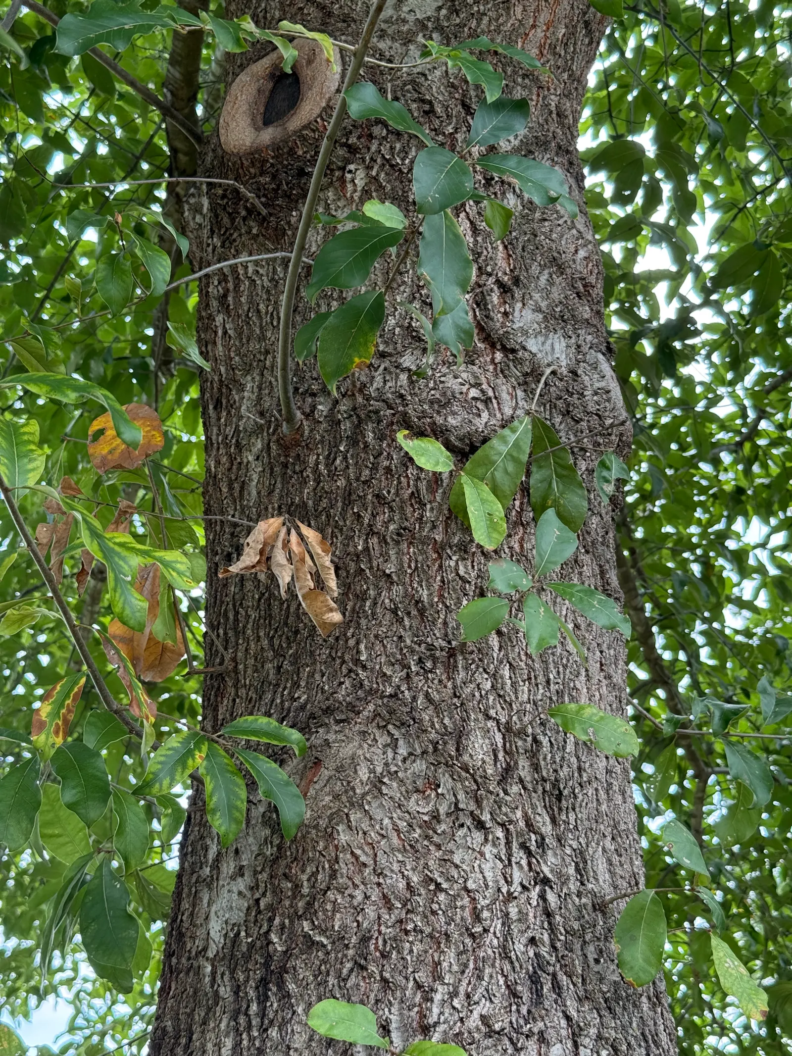 Shingle Oak (Quercus Imbricaria) — though it has a preference for moist