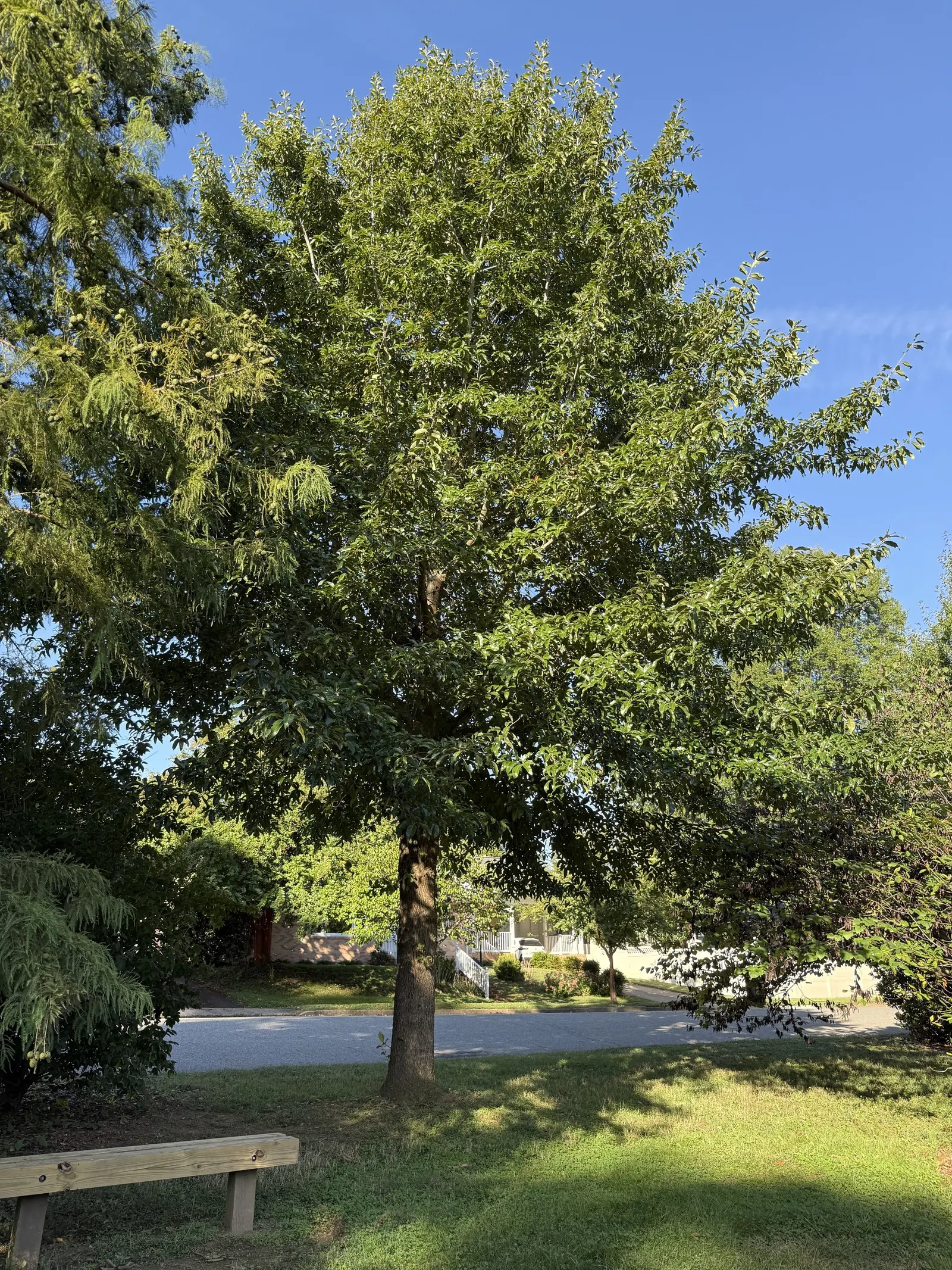 Shingle Oak (Quercus Imbricaria) — green and yellow flowers in the garden