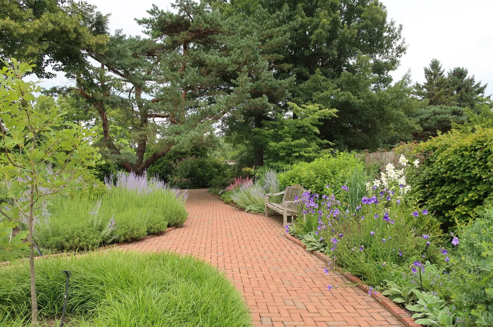 Shingle Oak (Quercus Imbricaria) — something to consider in the design regarding maintenance and placement near walkways or patios