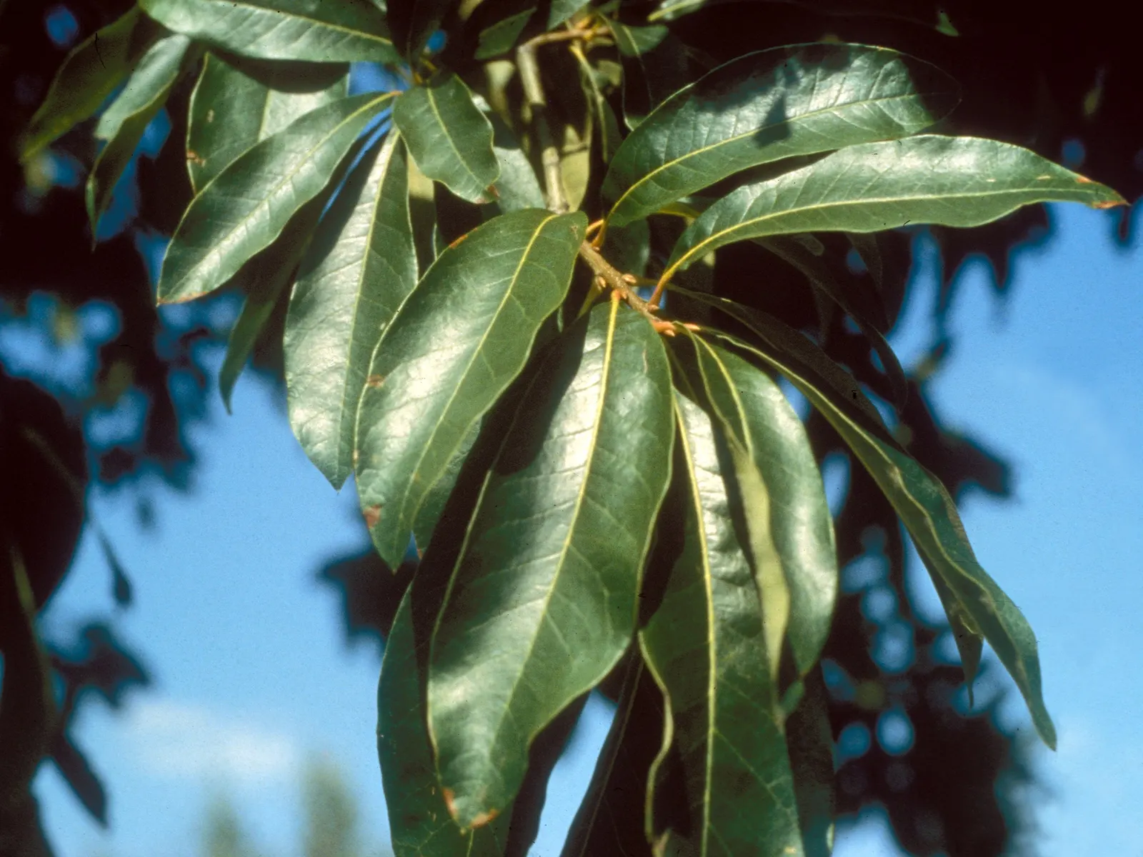 Shingle Oak (Quercus Imbricaria) — Designers appreciate this species for its relatively fast growth and its symmetrical