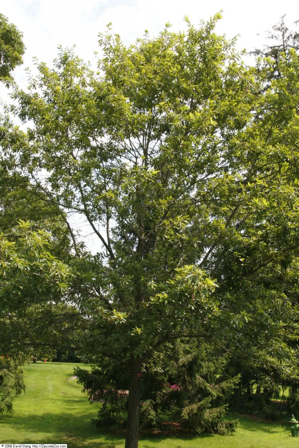 Shingle Oak (Quercus Imbricaria) — Quercus imbricaria or Shingle Oak is a sturdy deciduous tree