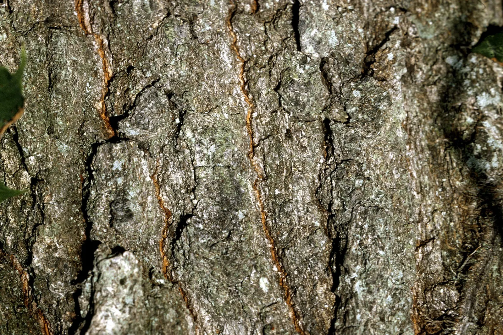 Shingle Oak (Quercus Imbricaria) — scientifically known as Quercus imbricaria