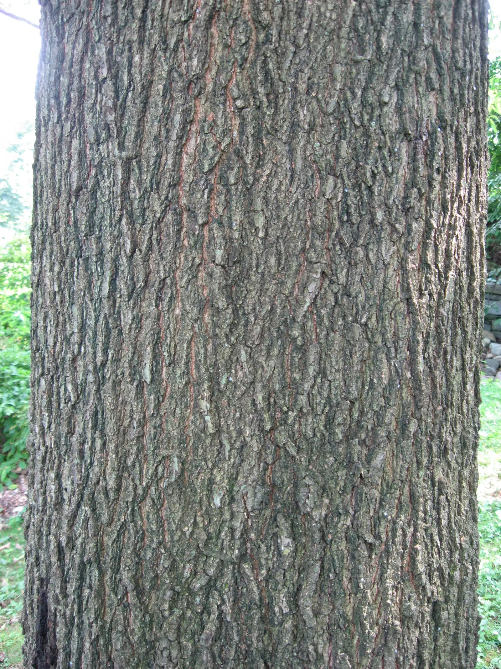 Shingle Oak (Quercus Imbricaria) — This oak tolerates various soil types, withstands urban conditions, and offers red-brown fall foliage
