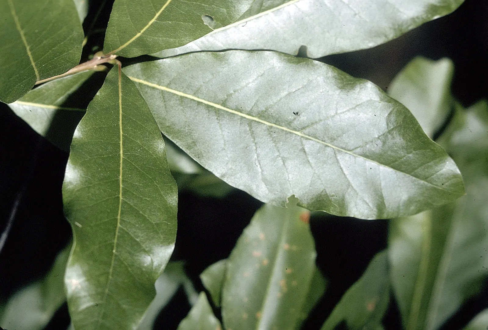 Shingle Oak (Quercus Imbricaria) — This oak tolerates various soil types, withstands urban conditions, and offers red-brown fall foliage; its oblong, shiny