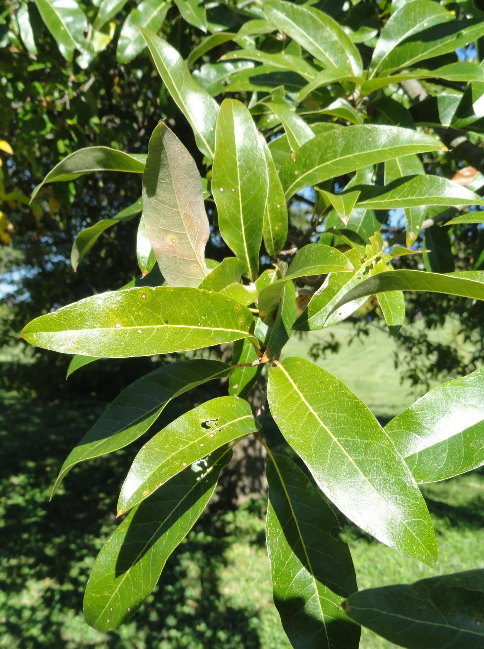 Shingle Oak (Quercus Imbricaria) — tree with green and yellow blooms