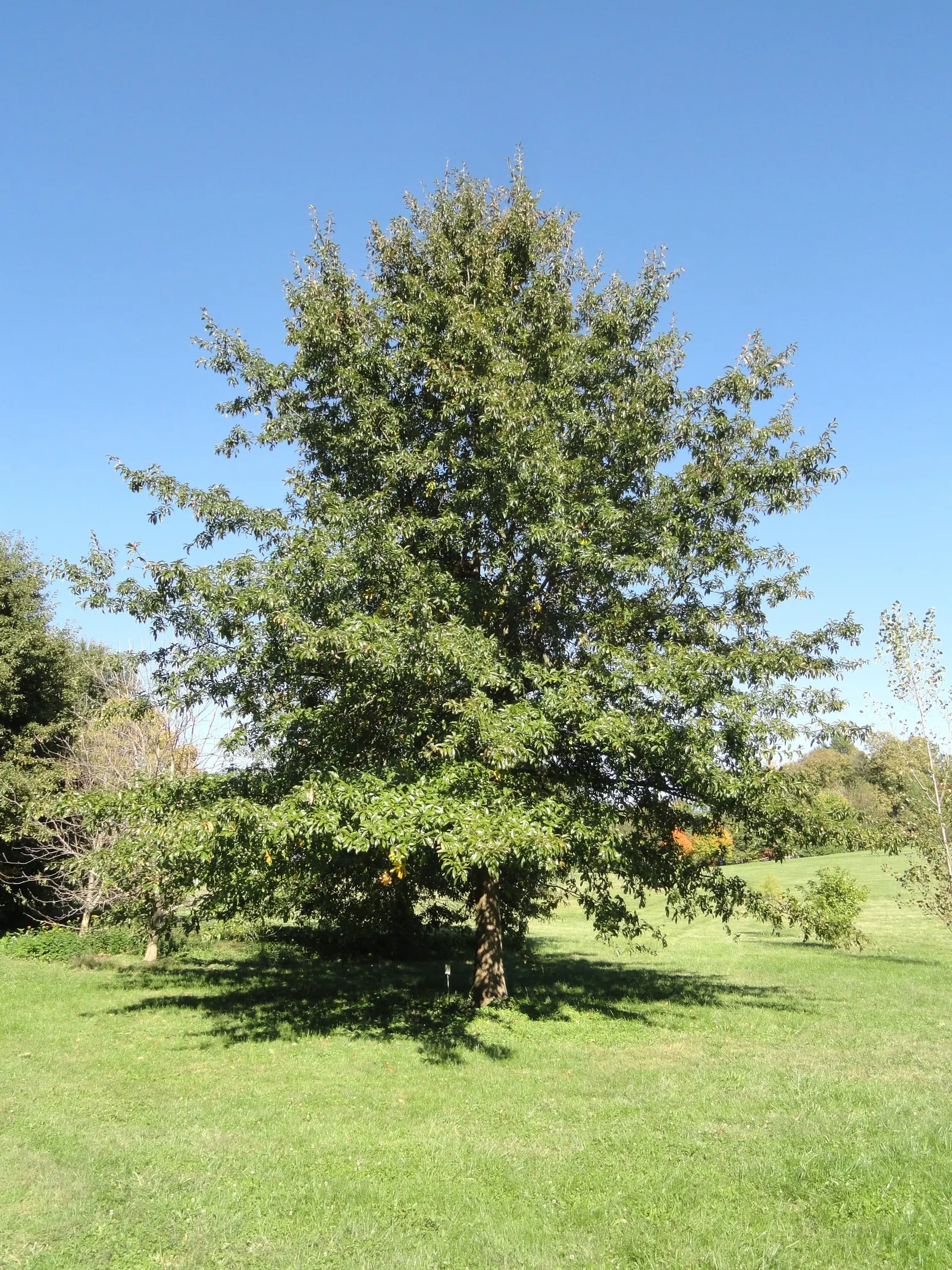 Shingle Oak (Quercus Imbricaria) — scientifically known as Quercus imbricaria; its bark is an attractive