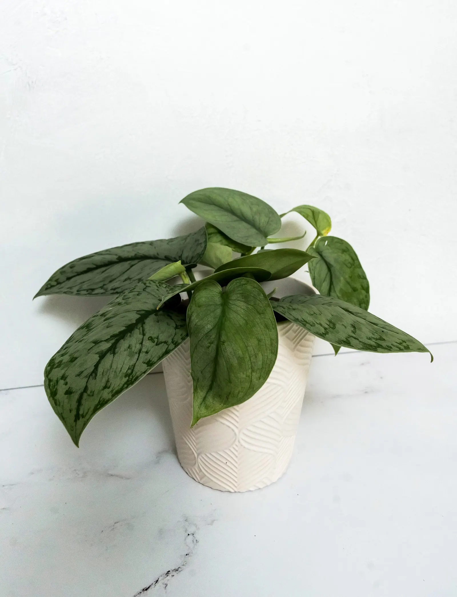 Silver Splash Satin Pothos (Scindapsus x) — The Scindapsus x 'Silver Splash' is a trailing houseplant with dark green