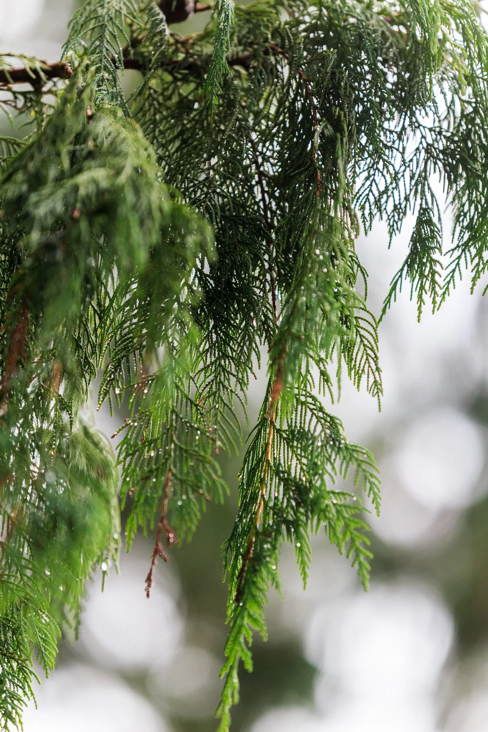 Kashmir Cypress (Cupressus Cashmeriana) — elongated leaves that exhibit a vibrant blue-green hue