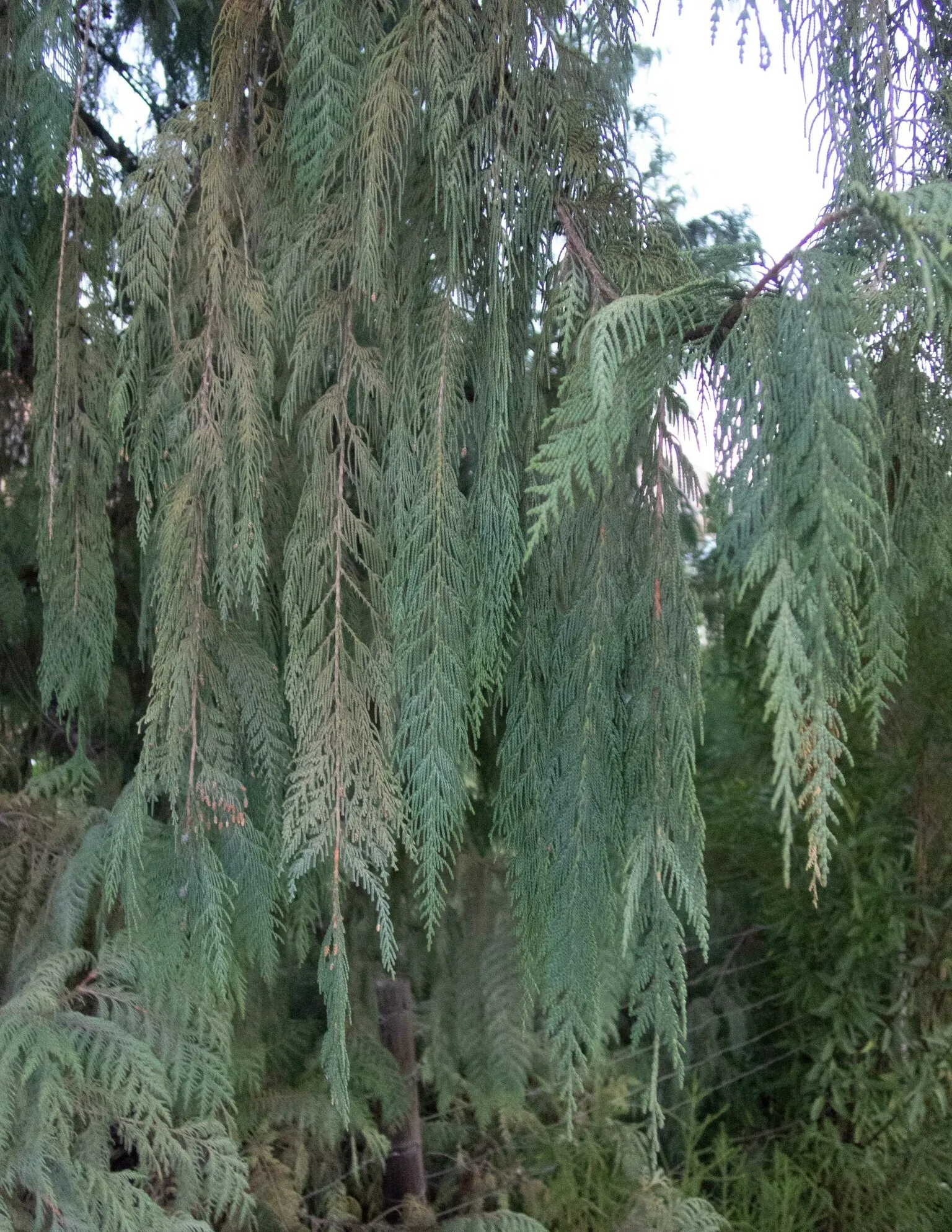 Kashmir Cypress (Cupressus Cashmeriana) — weeping form that adds an air of grace to any garden landscape, image 26