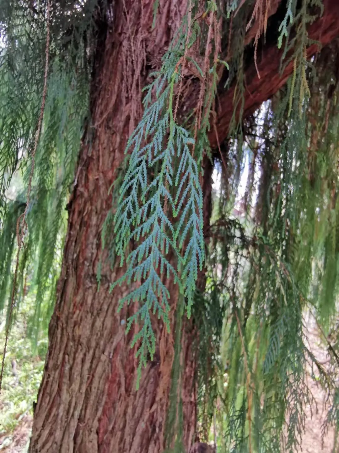 Kashmir Cypress (Cupressus Cashmeriana) — is a captivating coniferous evergreen
