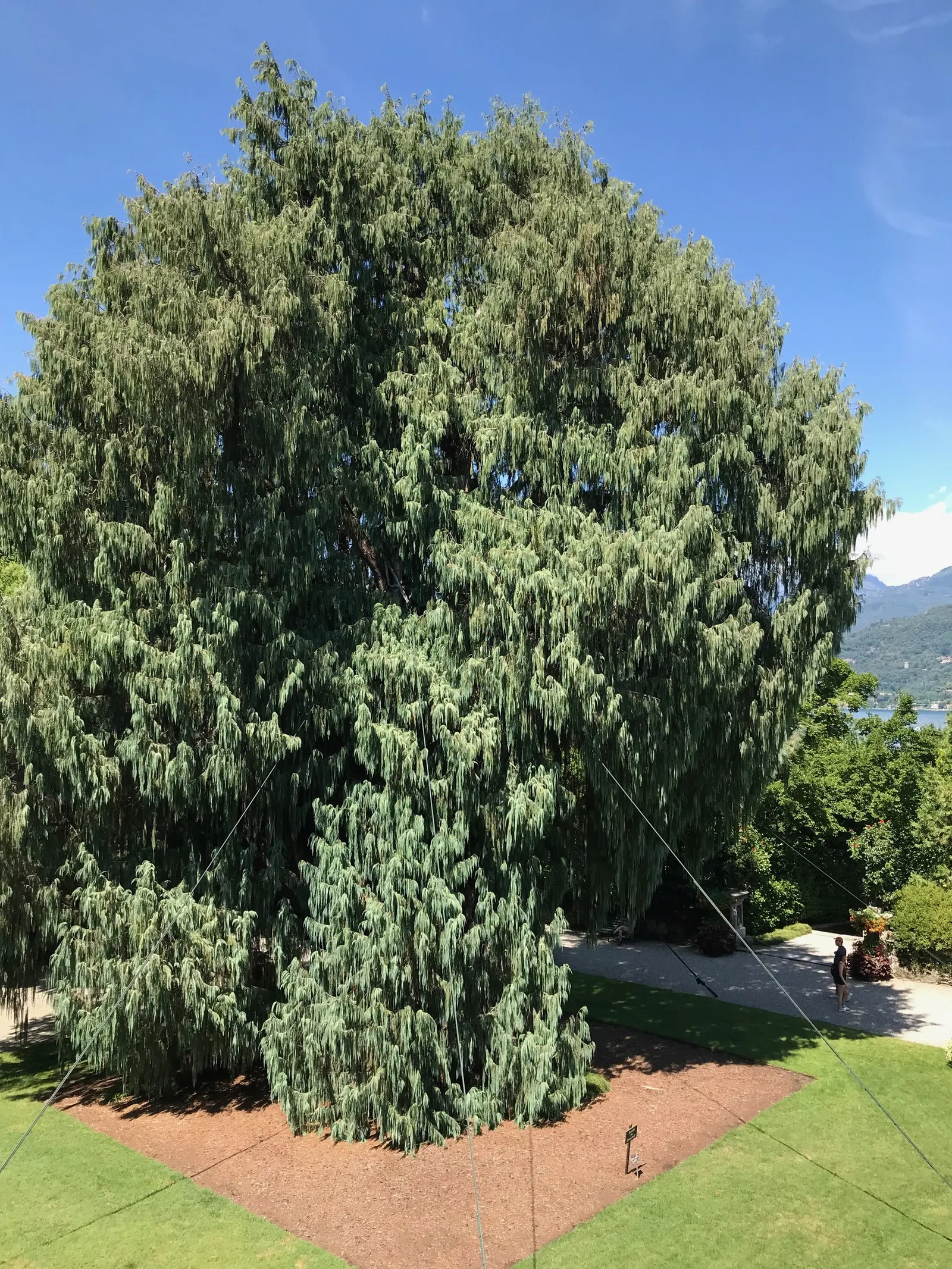 Kashmir Cypress (Cupressus Cashmeriana) — Notably, this splendid tree thrives in USDA hardiness zones 7 to 9, preferring full sun to partial shade