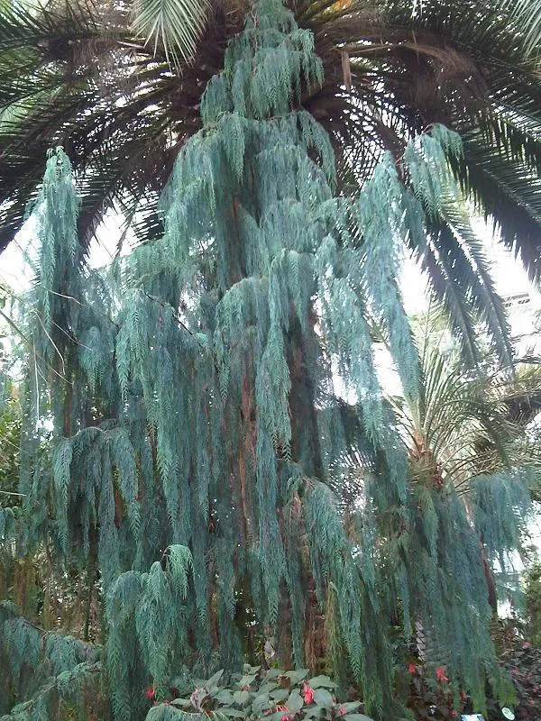 Kashmir Cypress (Cupressus Cashmeriana) — a solitary Kashmir Cypress can serve as an eye-catching focal point; originating from the verdant valleys of the