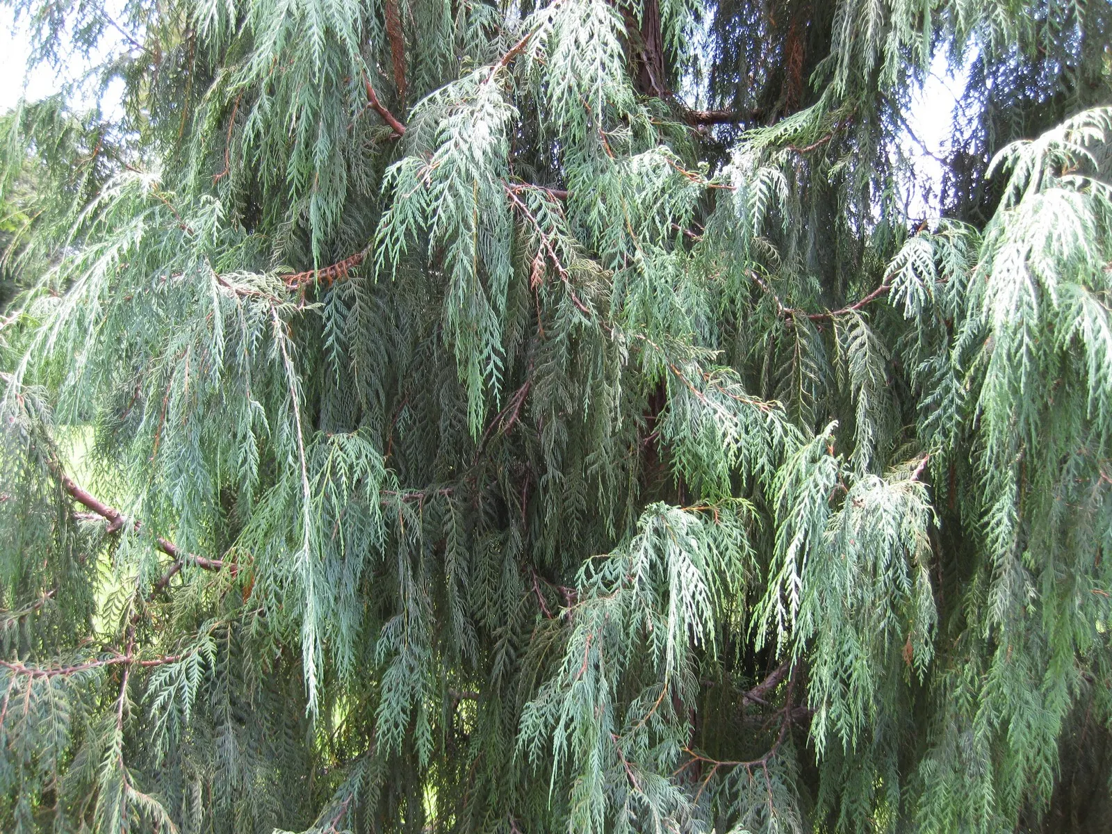 Kashmir Cypress (Cupressus Cashmeriana) — creating an elegant silhouette