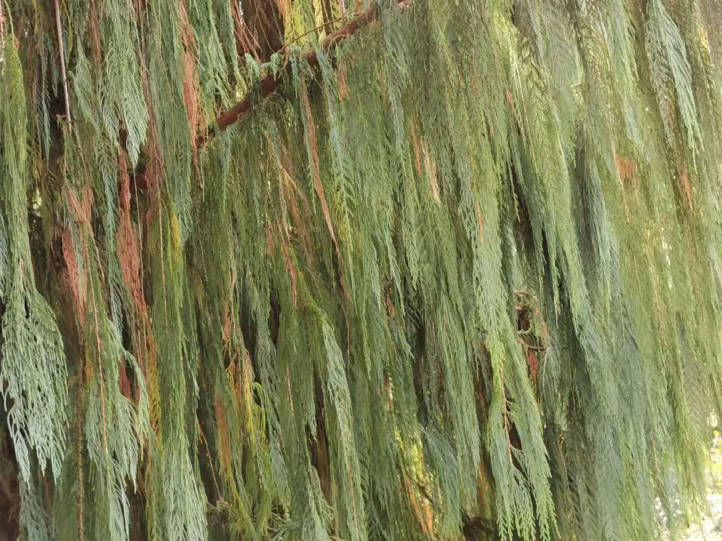 Kashmir Cypress (Cupressus Cashmeriana) — renowned for its elegant drooping branches and serene
