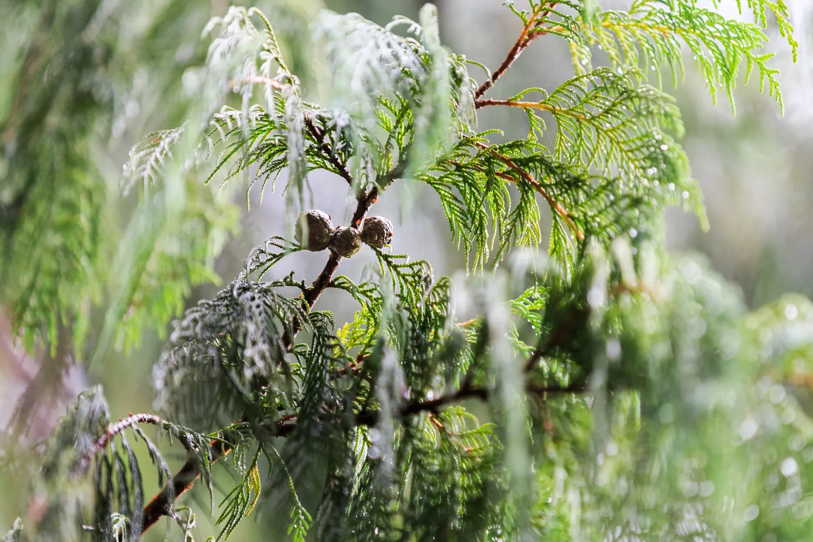 Kashmir Cypress (Cupressus Cashmeriana) — a solitary Kashmir Cypress can serve as an eye-catching focal point