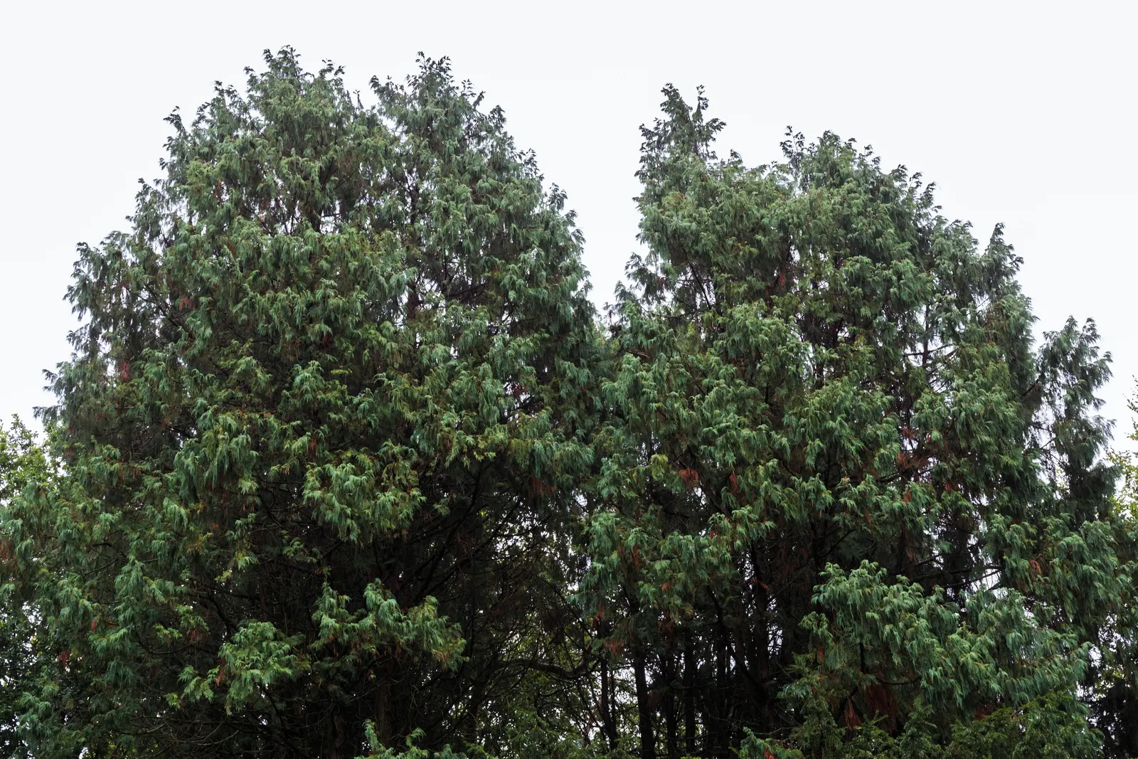 Kashmir Cypress (Cupressus Cashmeriana) — It reaches up to 40-50 feet in height with a 10-20 foot spread
