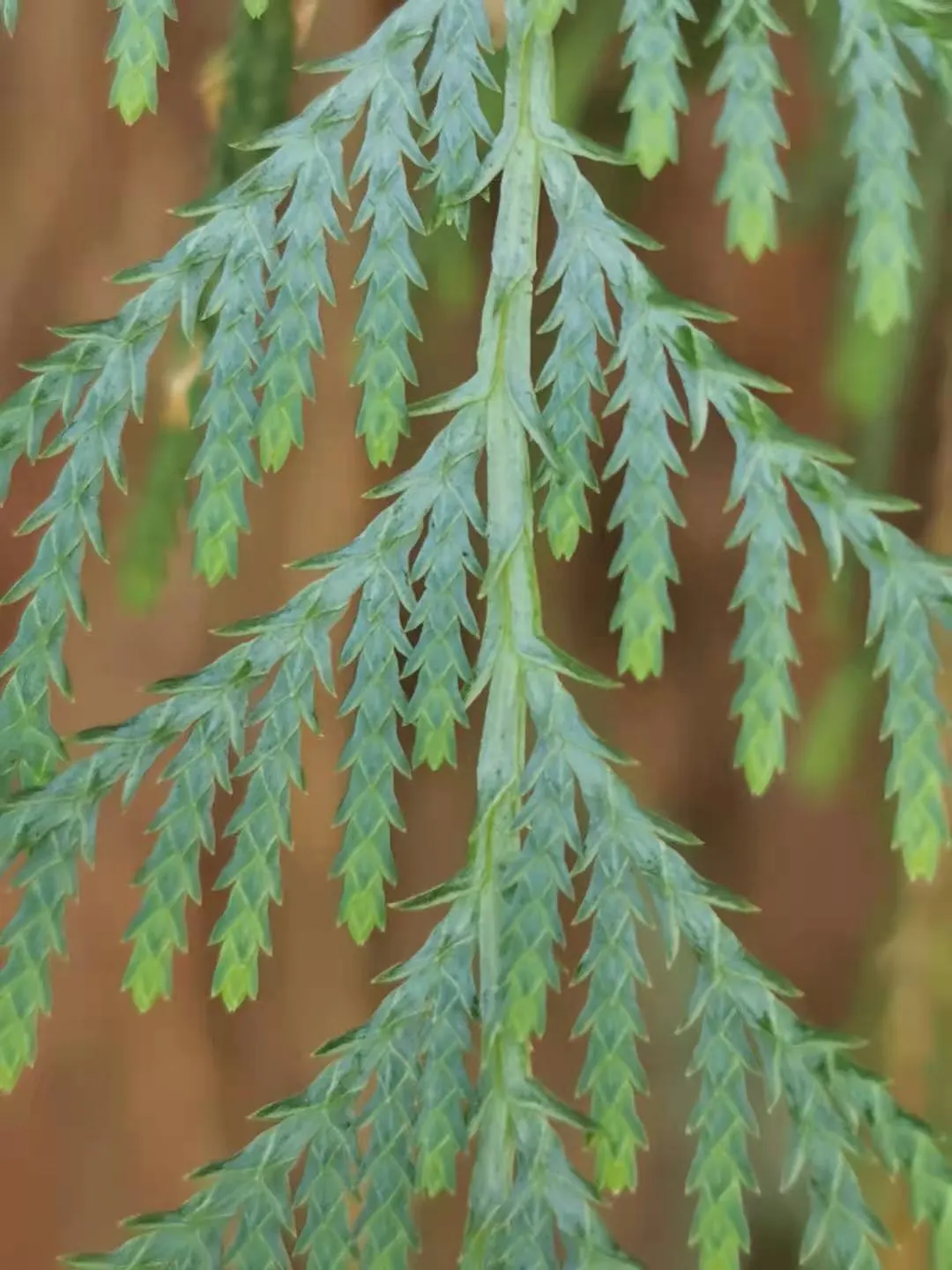 Kashmir Cypress (Cupressus Cashmeriana) — This ornamental tree boasts long