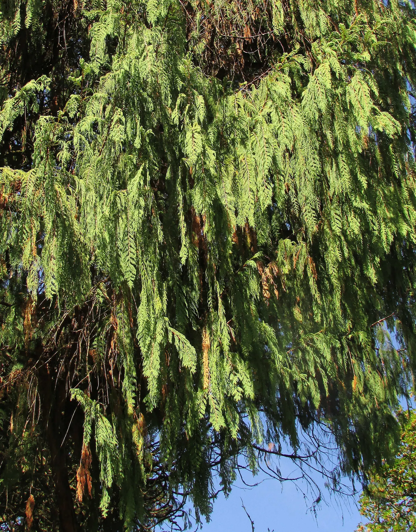 Kashmir Cypress (Cupressus Cashmeriana) — The Kashmir Cypress, Cupressus cashmeriana, is a graceful evergreen conifer known for its weeping habit