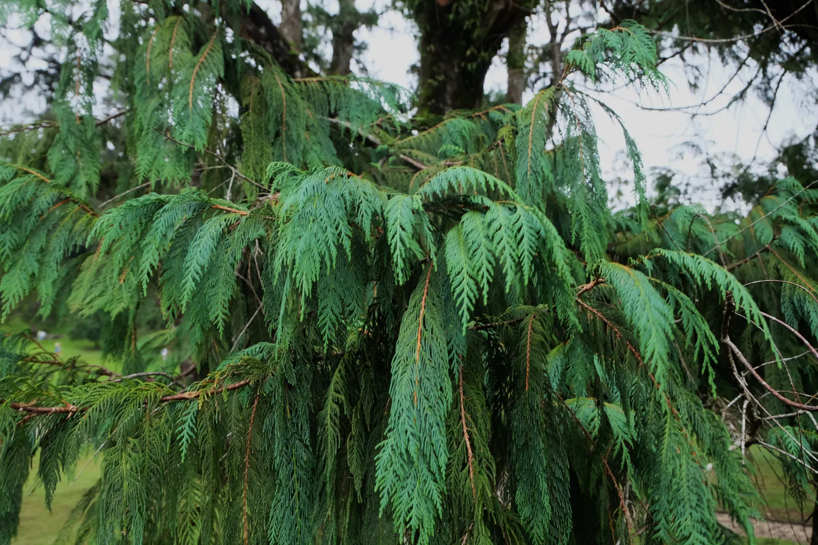 Kashmir Cypress (Cupressus Cashmeriana) — embodying a tranquil and exotic charm