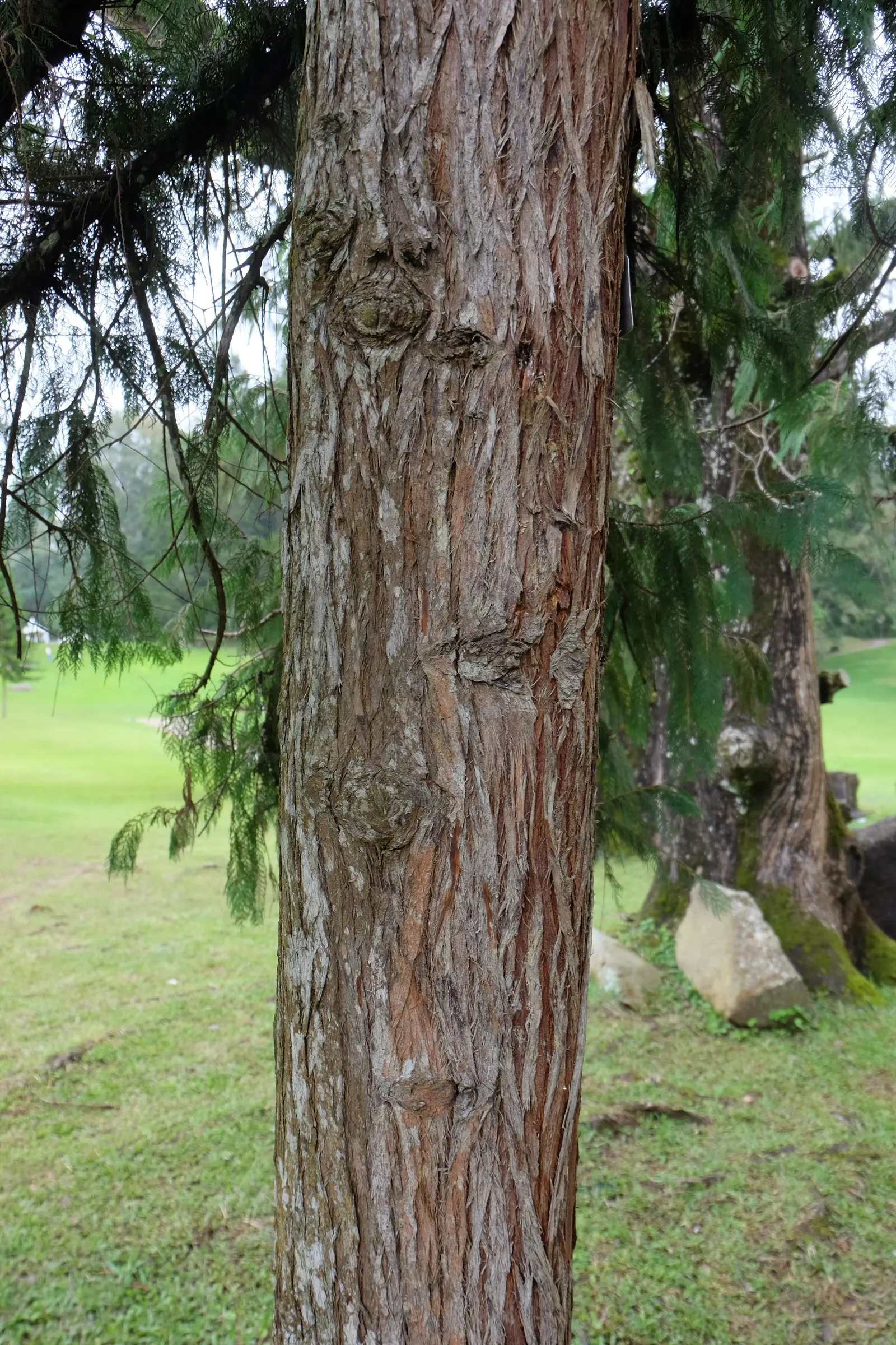 Kashmir Cypress (Cupressus Cashmeriana) — elongated leaves that exhibit a vibrant blue-green hue; ideal as a focal point in large gardens for a touch of serene