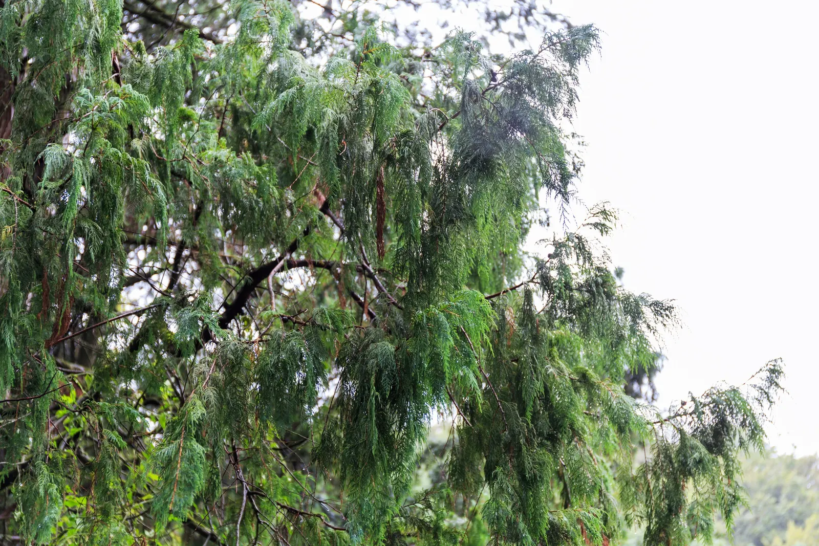 Kashmir Cypress (Cupressus Cashmeriana) — Ideal as a focal point in large gardens for a touch of serene beauty; prefers full sun, well-drained soil, and