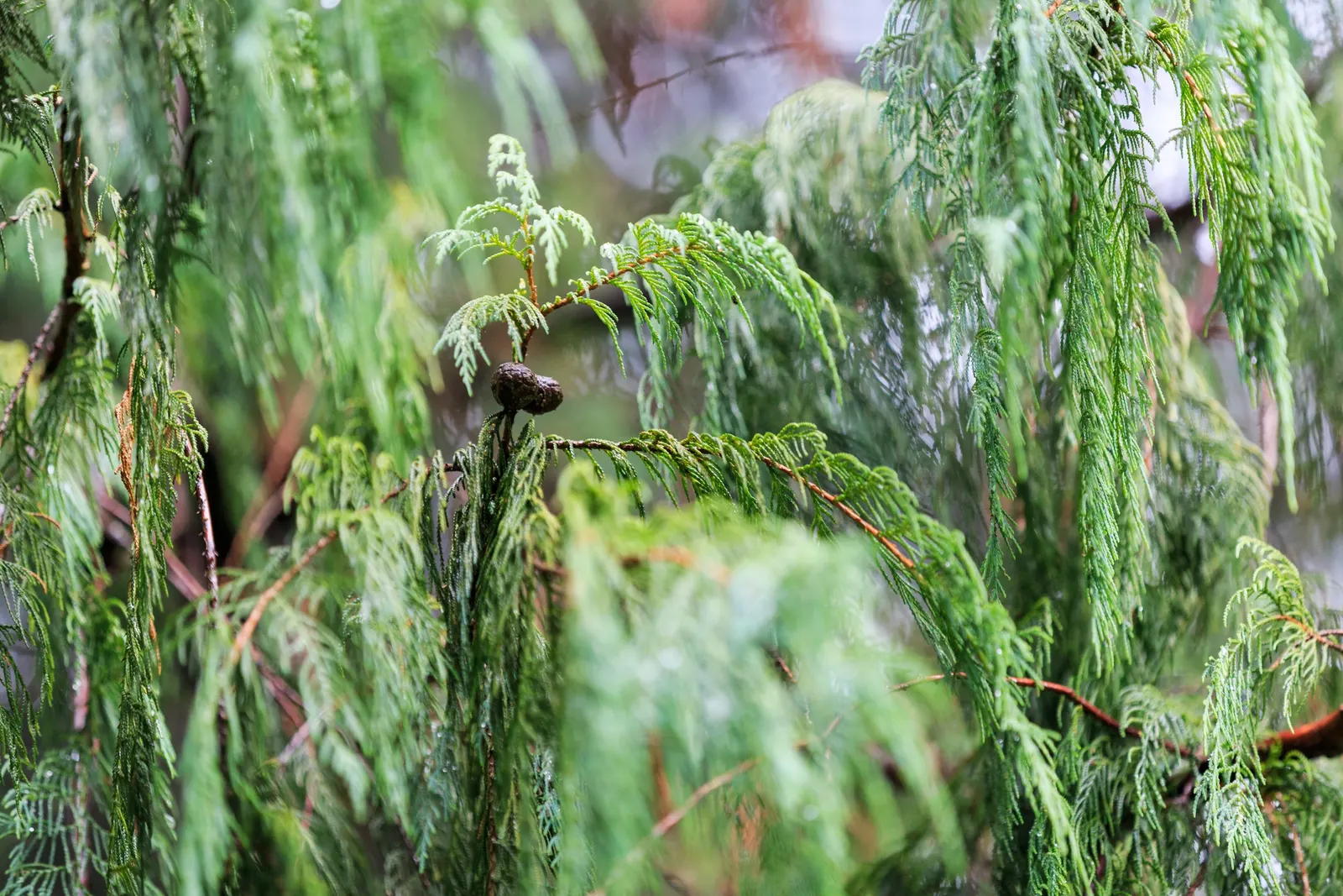 Kashmir Cypress (Cupressus Cashmeriana) — Ideal as a focal point in large gardens for a touch of serene beauty