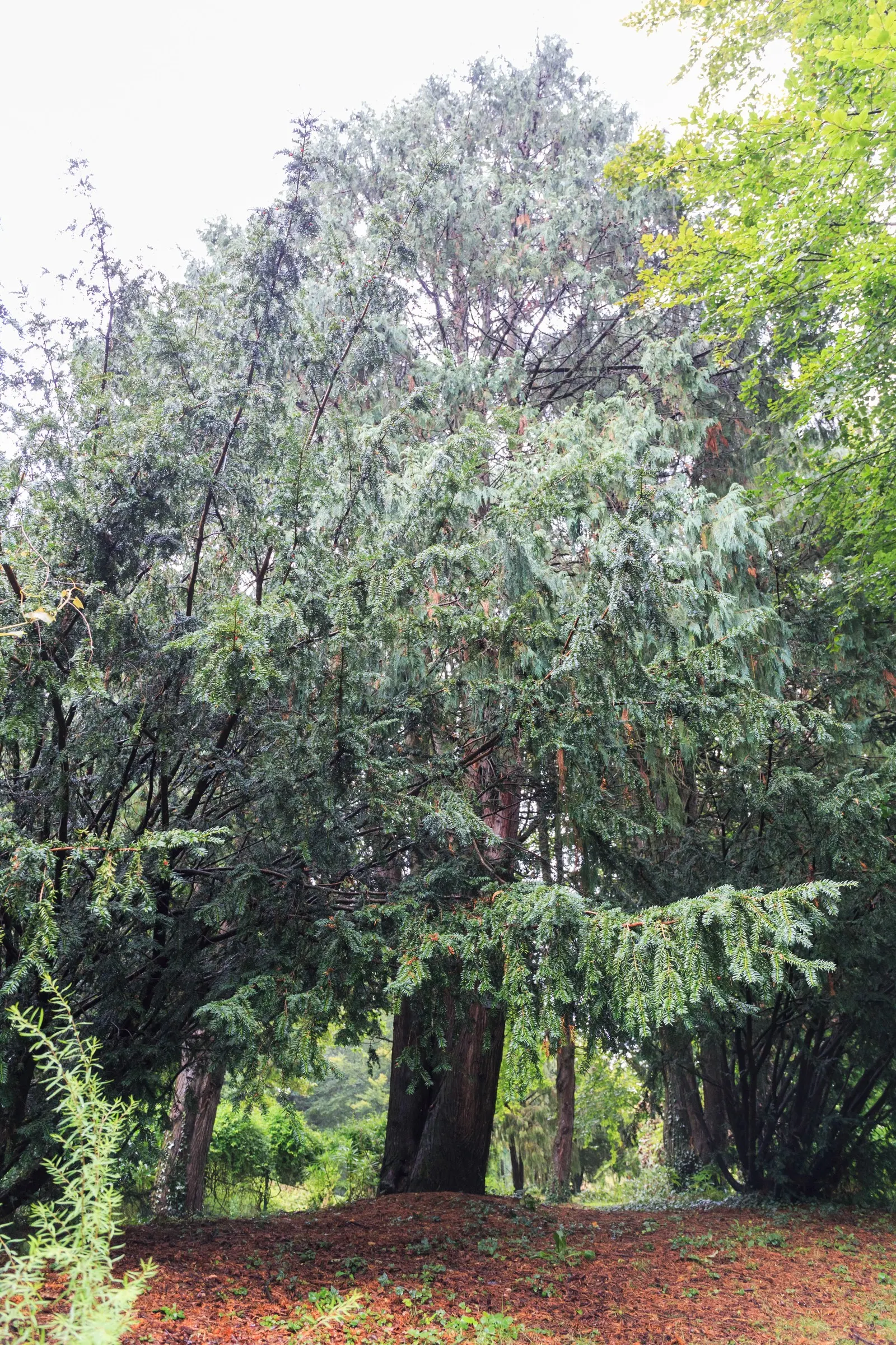 Kashmir Cypress (Cupressus Cashmeriana) — renowned for its elegant drooping branches and serene; this ornamental tree boasts long